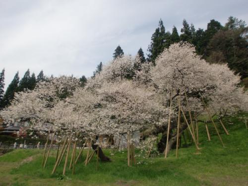 臥龍桜 002