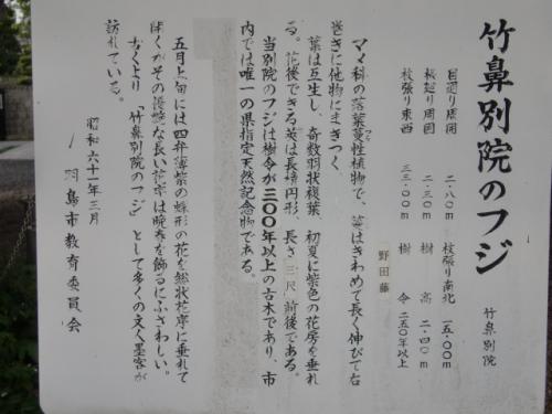 藤 004