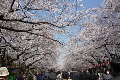 上野桜1