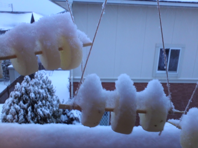 雪をかぶったへそ大根