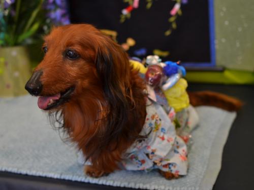 DSC_0245_convert_20120710210452.jpg
