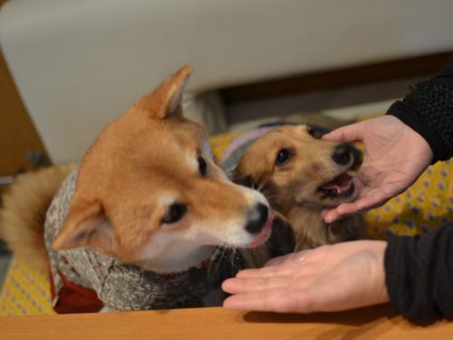 DSC_0772_convert_20121128212101.jpg