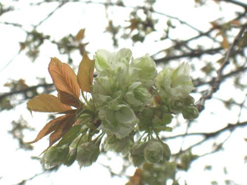 緑の桜。