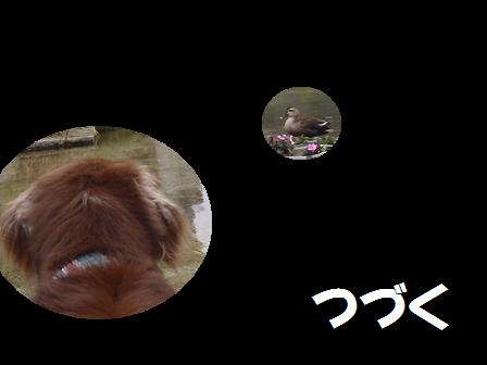 Dコピー (2) ~ A25MAY12 091duck