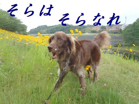 SORA02JUN12 032nare