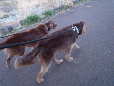 walk25MAR12 058