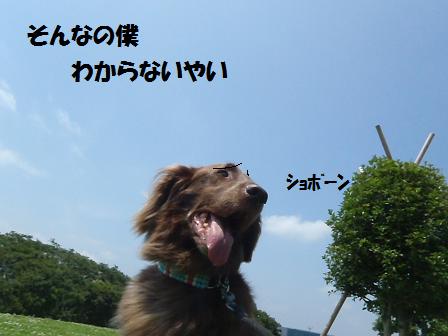 noidea04JULY12 083