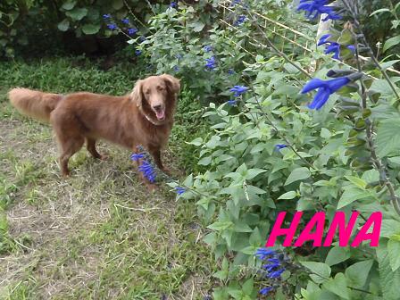 HANA24JULY12 004a
