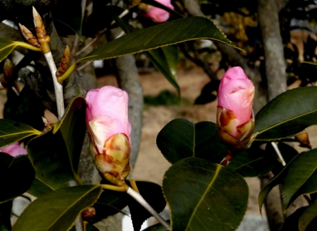 DSC09310.jpg