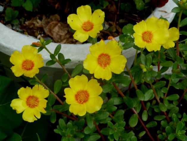 P1100004.jpg