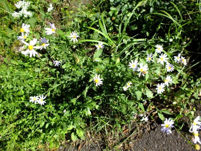 006 (400x300)