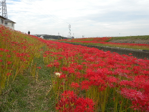 DSCN7173.jpg