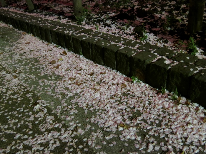 ueno-yozakura_0015f