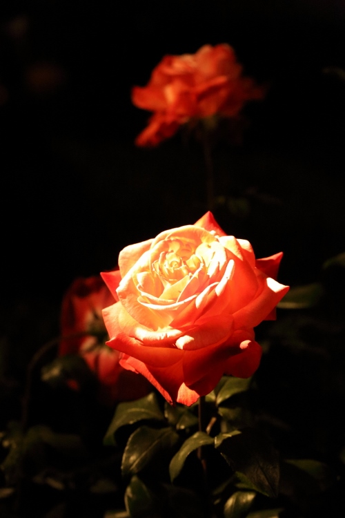 f-rose-n_0018f.jpg
