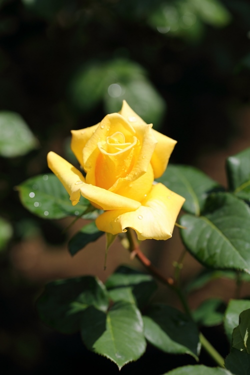 f-rose0512_0013f.jpg