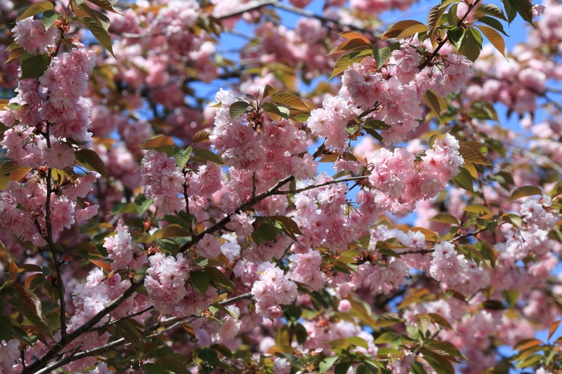 gyoen0413_0010f.jpg