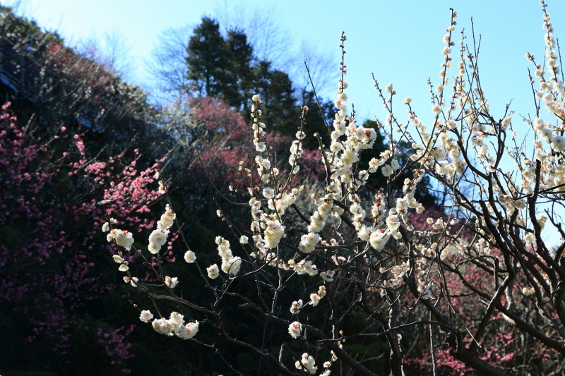 ikegami-u_0002f.jpg