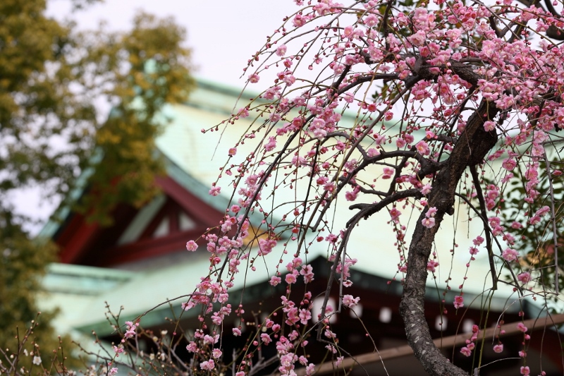 kameido-u_0008f.jpg