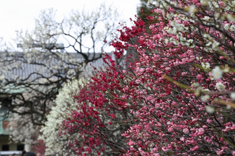 kameido-u_0035f.jpg