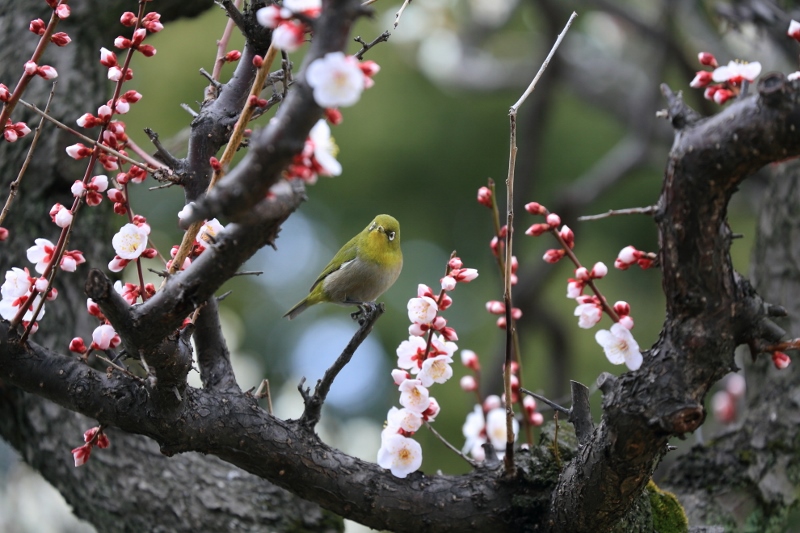 kameido-u_0037f.jpg