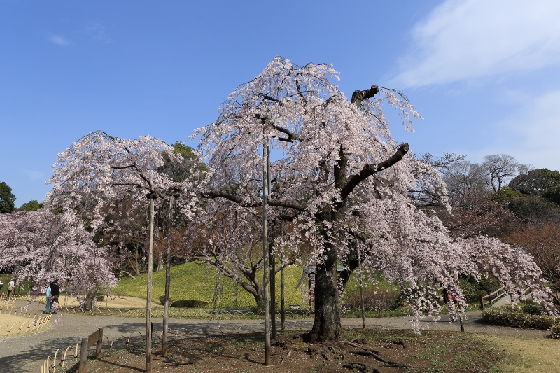 koishikawa-s_0009f.jpg