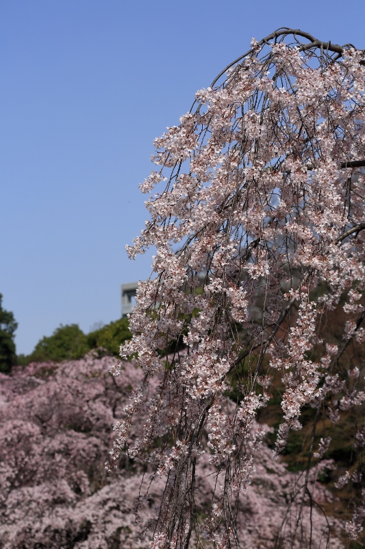 koishikawa-s_0022f.jpg