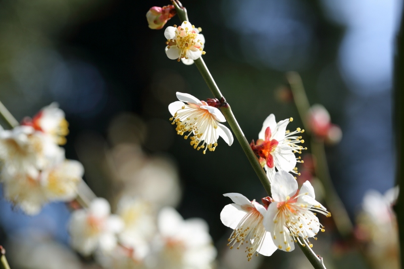 koishikawa-ume_0005f.jpg