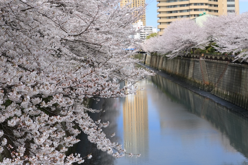 megurogawa_0020f.jpg
