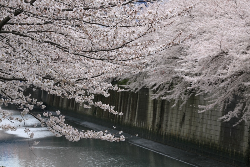 megurogawa_0025f.jpg