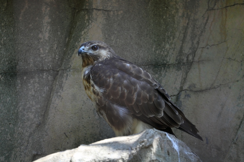 ueno-z0504_0010f.jpg