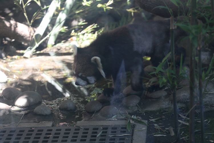 ueno-z0504_0049f.jpg