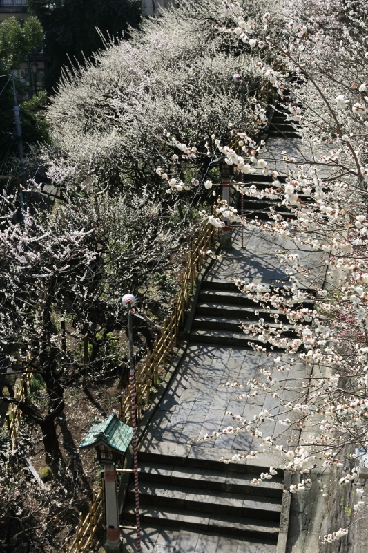 yushima-t_0022f.jpg