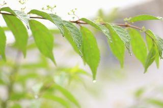 雨に濡れる葉
