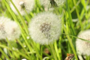 IMG_tanpopo.jpg