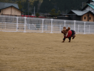 anigif6.gif