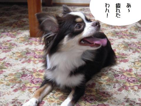 DSCN0111 疲れワン