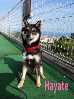 hayate