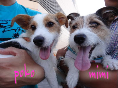 poko & mimi