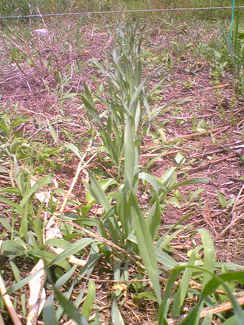 Barley 'Temairazu' 20130525-4