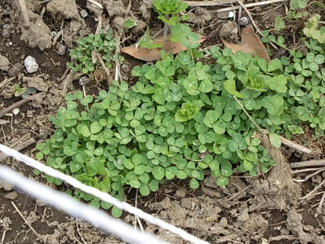 Clover 20130312