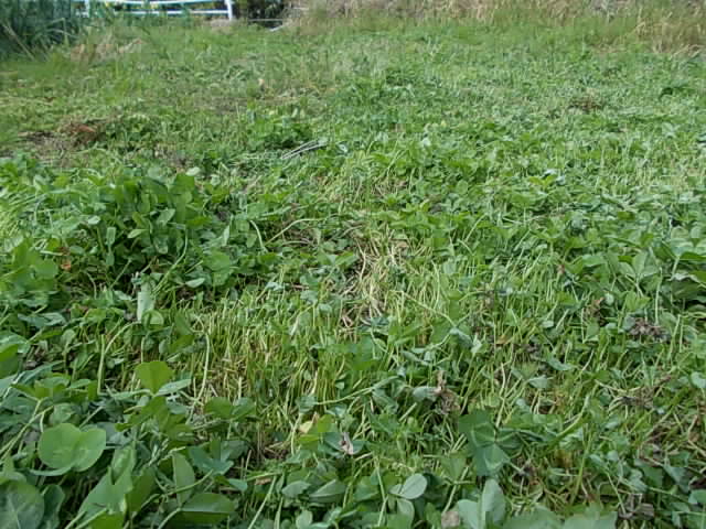 Clover 20130429