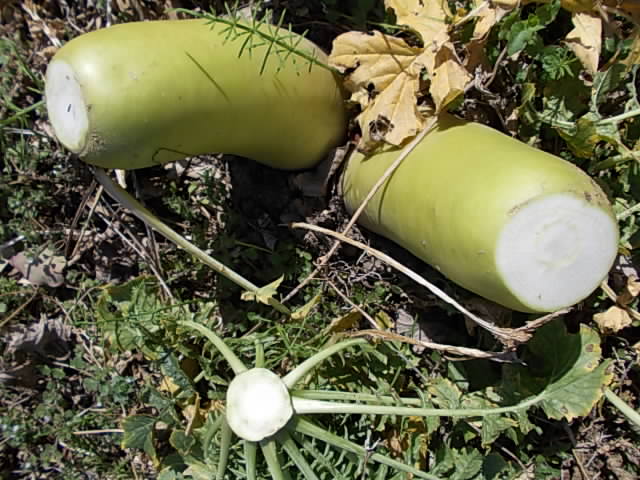Daikon Santarou 20130311