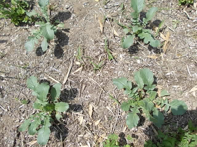 Daikon Shirokubinatsu 20130508