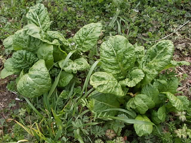 Katsuona spinach 20130312