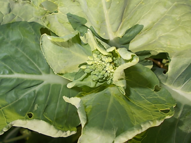 Komatsuna spinach 20130228