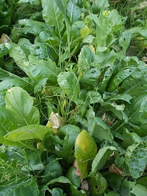 Komatsuna spinach 20130429