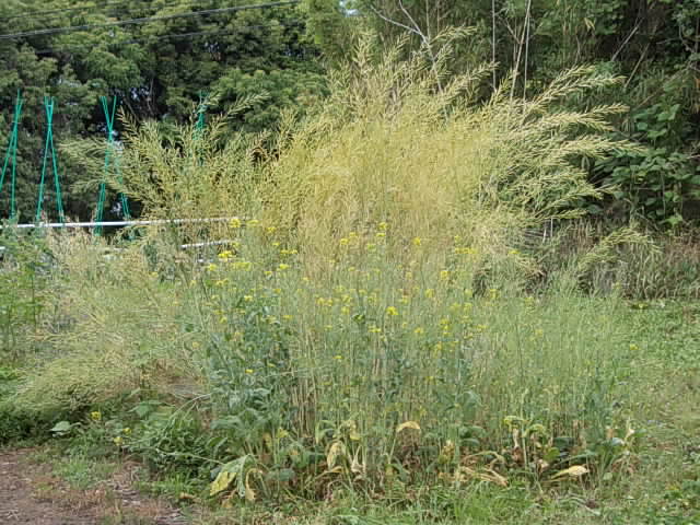 Komatsuna spinach 20130527
