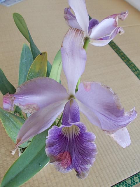 Lc. Canhamiana coerulea 'Azure Skies' 20130604