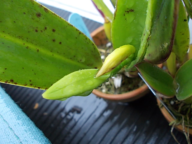 L. jongheana 'Hakushu' 20130402
