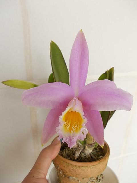 L. jongheana 'Hakushu' 20130417-2